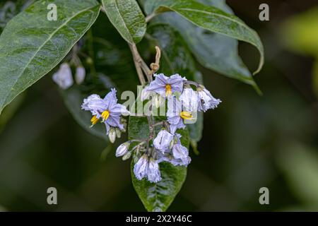 Plante florale de l'espèce Solanum paniculatum communément connu sous le nom de jurubeba une nightShade commune dans presque tout le Brésil Banque D'Images