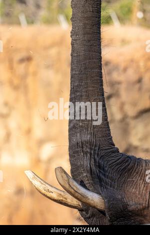 Éléphant d'Afrique (Loxodonta africana) avec son tronc droit dans l'air tout en mangeant de la paille au zoo d'Atlanta près du centre-ville d'Atlanta, en Géorgie. (ÉTATS-UNIS) Banque D'Images