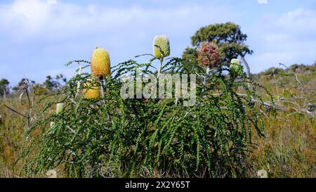 Arbuste fleuri de banksia (Banksia speciosa) dans son habitat naturel près d'Esperance, Australie occidentale Banque D'Images