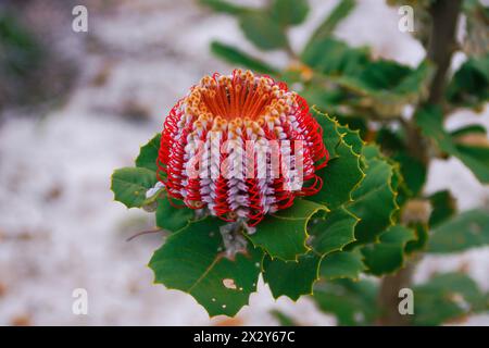 Fleur de Banksia écarlate (Banksia coccinea) dans son habitat naturel près de Hopetoun, Australie occidentale Banque D'Images