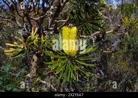 Cône de fleur jaune de Candlestick Banksia (Banksia attenuata), Australie occidentale Banque D'Images