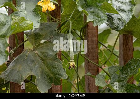 Gourd éponge plante de l'espèce Luffa aegyptiaca Banque D'Images