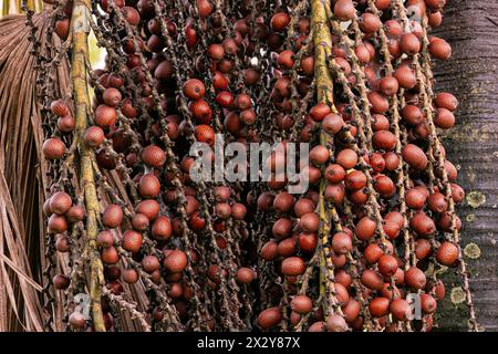 fruits du palmier buriti avec focalisation sélective Banque D'Images