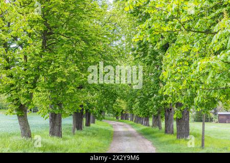 denkmalgeschützte Allee mit alten Bäumen Weißer Rosskastanie Aesculus hippocastanum im Hermsdorf, Ottendorf-Ockrilla, Sachsen, Deutschland *** inscrit Banque D'Images