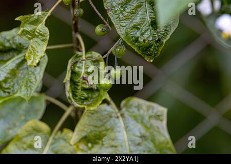 Plante florale de l'espèce Solanum paniculatum communément connu sous le nom de jurubeba une nightShade commune dans presque tout le Brésil Banque D'Images