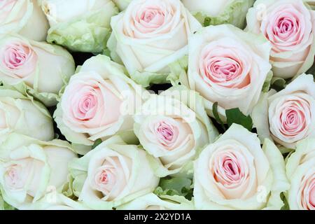Grand bouquet lumineux de grandes roses blanches fraîchement coupées. Banque D'Images