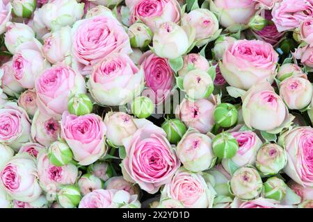 Grand bouquet lumineux de grandes roses blanc-rose fraîchement coupées. Banque D'Images