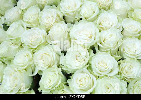 Gros plan d'un bouquet lumineux de grandes roses blanches fraîchement coupées. Banque D'Images