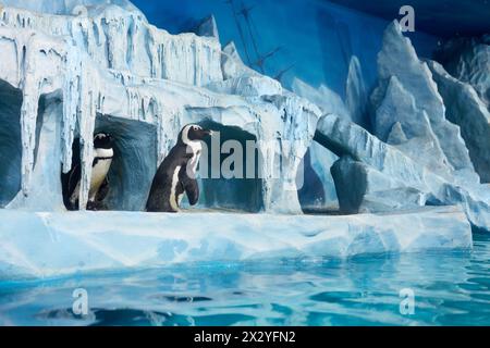 MOSCOU - nov 4 : pingouins dans la grotte décorative dans l'océanarium au centre commercial RIO sur l'autoroute Dmitrovsky, 4 novembre 2012, Moscou, Russie. Banque D'Images