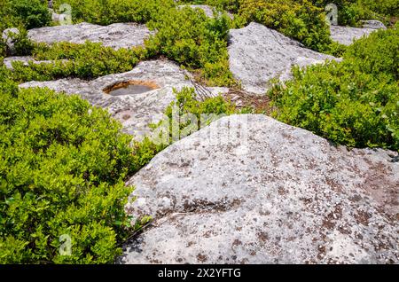 Bear Rocks Preserve, réserve naturelle en Virginie occidentale, États-Unis Banque D'Images