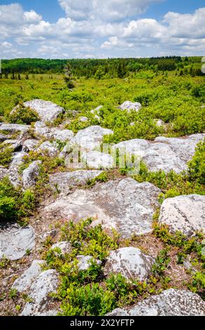 Bear Rocks Preserve, réserve naturelle en Virginie occidentale, États-Unis Banque D'Images