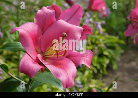 Lis rose gros plan sur le lit de fleurs dans le jardin d'été. Banque D'Images