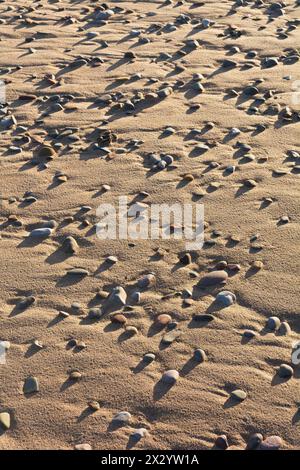 Galets sur la plage de sable avec des ombres d'un soleil bas Banque D'Images