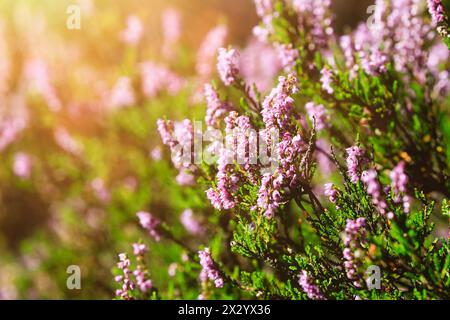 Gros plan de Calluna vulgaris, fleurs de bruyère commune poussant dans la forêt à la lumière dorée de la fin de l'été. Banque D'Images