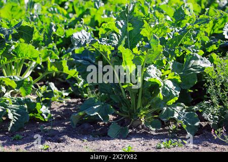 Betterave à sucre, Beta vulgaris, plante cultivée en champ à la mi-août dans le sud de la Finlande. Banque D'Images