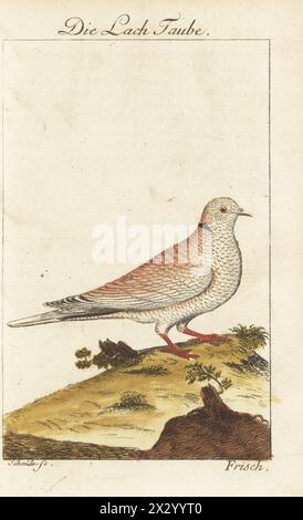 Colombe africaine à col, Streptopelia roseogrisea. Die Lach Taube, Lachtaube, la Tourterelle rieuse, Columba risoria. Gravure sur cuivre colorée à la main par Schmidt d’après une illustration de Johann Leonhard Frisch de l’édition de Bernhard Christian Otto de Naturgeschichte der Vogel, histoire naturelle des oiseaux, Ben Joachim Pauli, Berlin, 1777. Banque D'Images