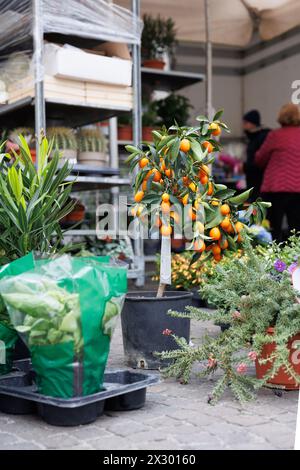 Bologne, Italie, 03.26.2024 : Fortunella margarita Kumquats (cumquats) fruits de feuillage sur l'arbre de kumquat au marché biologique Banque D'Images