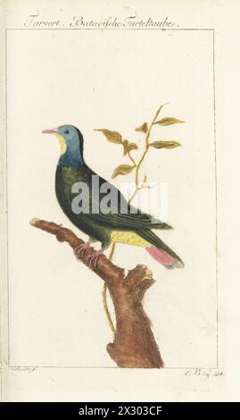 Ptilinopus melanospilus. Originaire d'Indonésie, Malaisie, Philippines. Colombine Turvert, Batavische Turteltaube, Columba indica. Gravure sur cuivre colorée à la main par Schmidt d’après une illustration de François-Nicolas Martinet de l’édition de Bernhard Christian Otto de Naturgeschichte der Vogel, histoire naturelle des oiseaux, Ben Joachim Pauli, Berlin, 1777. Banque D'Images