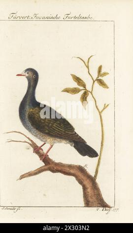 Colombe émeraude commune ou colombe émeraude asiatique, Chalcopaths indica. Colombine Turvert, Javanische Turteltaube, Tourterelle de Java, Columba javanica. Gravure sur cuivre colorée à la main par Schmidt d’après une illustration de François-Nicolas Martinet de l’édition de Bernhard Christian Otto de Naturgeschichte der Vogel, histoire naturelle des oiseaux, Ben Joachim Pauli, Berlin, 1777. Banque D'Images