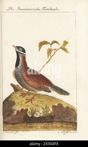 Colombe de caille à tête bleue, Starnoenas cyanocephala. En danger. Endémique à Cuba. Die Jamaizensische Turteltaube, Die Jamaische Turteltaube, Tourterelle de la Jamaique, Columba melanocephala, Turtur jamaicensis. Gravure sur cuivre colorée à la main par Schmidt d’après une illustration de François-Nicolas Martinet de l’édition de Bernhard Christian Otto de Naturgeschichte der Vogel, histoire naturelle des oiseaux, Ben Joachim Pauli, Berlin, 1777. Banque D'Images