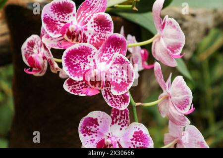 Gros plan macro de fleurs d'orchidée Banque D'Images