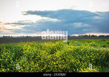 Belle vue sur une douche de pluie lointaine sur la campagne hollandaise avec du colza à fleurs jaunes au premier plan Banque D'Images