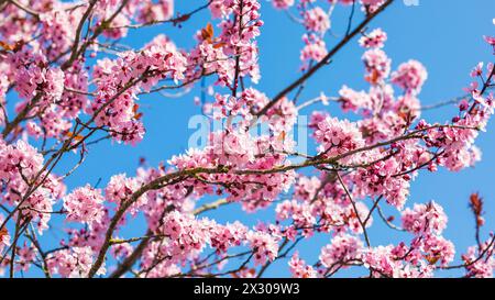 Rafz, Schweiz - 27. März 2022 : die japanische Kirschblüte zeigte ihre volle Pracht. Banque D'Images