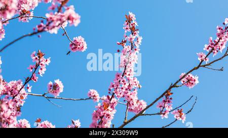 Rafz, Schweiz - 27. März 2022 : die japanische Kirschblüte zeigte ihre volle Pracht. Banque D'Images