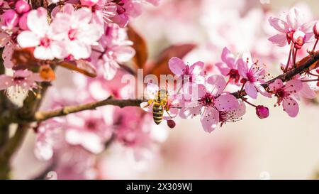 Rafz, Schweiz - 27. März 2022 : die japanische Kirschblüte zeigte ihre volle Pracht. Banque D'Images