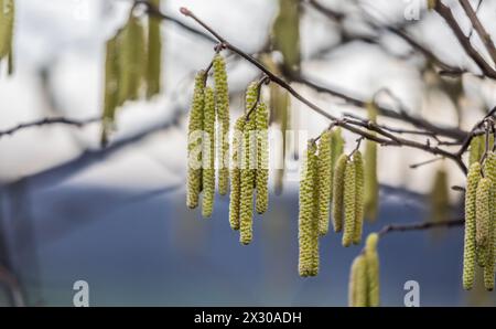 Benken, Schweiz - 22. Januar 2022 : Bereits im Januar blühen die Haslenpollen, welche zu den Birkengewächsen gehören. Banque D'Images