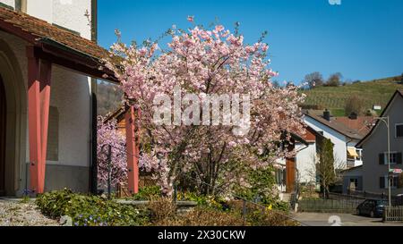 Rafz, Schweiz - 27. März 2022 : die japanische Kirschblüte zeigte ihre volle Pracht. Banque D'Images