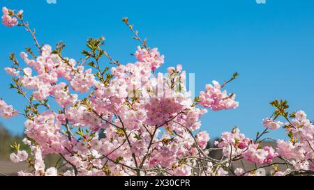 Rafz, Schweiz - 27. März 2022 : die japanische Kirschblüte zeigte ihre volle Pracht. Banque D'Images