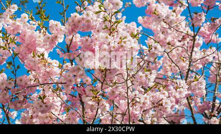 Rafz, Schweiz - 27. März 2022 : die japanische Kirschblüte zeigte ihre volle Pracht. Banque D'Images