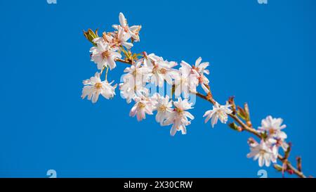 Rafz, Schweiz - 27. März 2022 : die japanische Kirschblüte zeigte ihre volle Pracht. Banque D'Images