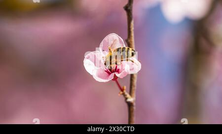 Rafz, Schweiz - 27. März 2022 : die japanische Kirschblüte zeigte ihre volle Pracht. Banque D'Images