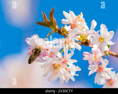 Rafz, Schweiz - 27. März 2022 : die japanische Kirschblüte zeigte ihre volle Pracht. Banque D'Images