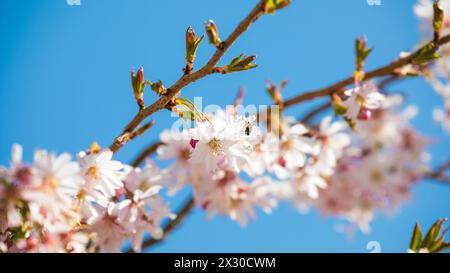 Rafz, Schweiz - 27. März 2022 : die japanische Kirschblüte zeigte ihre volle Pracht. Banque D'Images