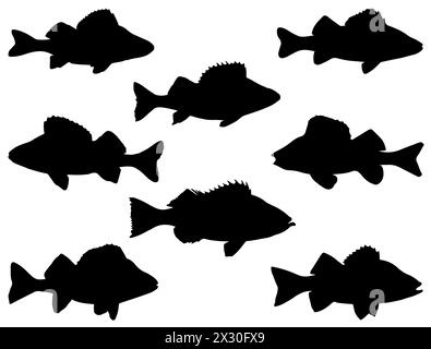 Art vectoriel de silhouette de poisson de perche Illustration de Vecteur