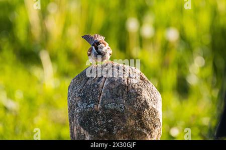 Ein Spatz sitzt auf einem Stein. (Oberglatt, Schweiz, 14.05.2022) Banque D'Images