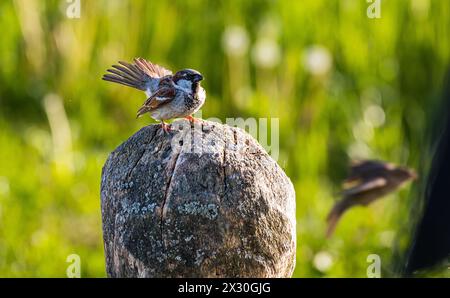 Ein Spatz sitzt auf einem Stein. (Oberglatt, Schweiz, 14.05.2022) Banque D'Images