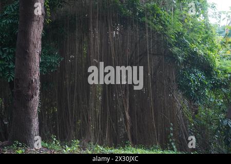 Immense rideau d'arbre banyan dans la forêt dans l'après-midi Banque D'Images