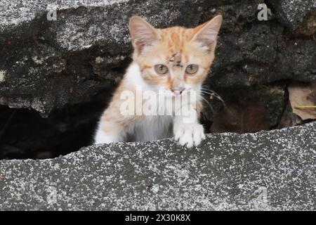 Un petit chat blanc orange regardant derrière la gouttière et regardant la caméra Banque D'Images