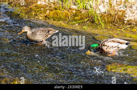 IM wilden Wasser des Rheinfalls suchen Stockenten oberhalb des Wasserfalls nach Nahrung. (Neuhausen am Rheinfall, Suisse, 16.05.2022) Banque D'Images