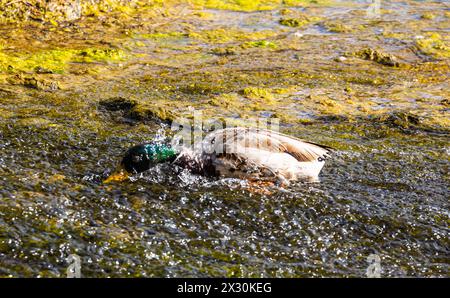 IM wilden Wasser des Rheinfalls suchen Stockenten oberhalb des Wasserfalls nach Nahrung. (Neuhausen am Rheinfall, Suisse, 16.05.2022) Banque D'Images