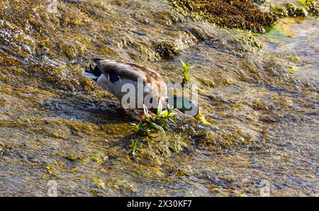 IM wilden Wasser des Rheinfalls suchen Stockenten oberhalb des Wasserfalls nach Nahrung. (Neuhausen am Rheinfall, Suisse, 16.05.2022) Banque D'Images