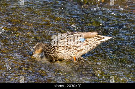 IM wilden Wasser des Rheinfalls suchen Stockenten oberhalb des Wasserfalls nach Nahrung. (Neuhausen am Rheinfall, Suisse, 16.05.2022) Banque D'Images