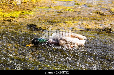 IM wilden Wasser des Rheinfalls suchen Stockenten oberhalb des Wasserfalls nach Nahrung. (Neuhausen am Rheinfall, Suisse, 16.05.2022) Banque D'Images