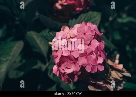 Jardin fleuri avec hortensias roses en low key Banque D'Images