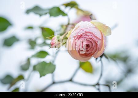 Rosa 'Eden' également connue sous les noms de 'Pierre de Ronsard', 'MEIviolin' et 'Eden Rose 85'. Jour de pluie dans le jardin. Rose grimpeur à grandes fleurs (Rosa) Rosa Eden Banque D'Images