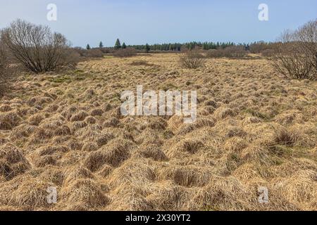 Paysage typique des Hautes Fagnes à la frontière germano-belge près de Mutzenich Banque D'Images